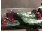 Продажа тюльпанов опт и розница
