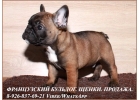 Щенки французского бульдога